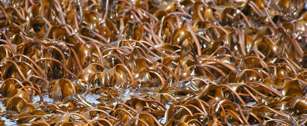 Brown Kelp