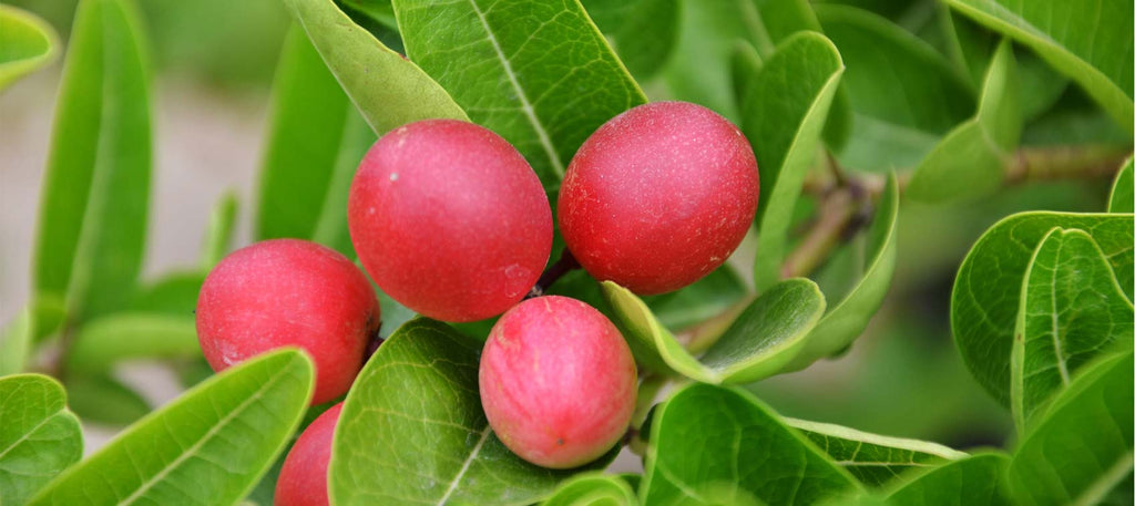 herbs to cure type 2 diabetes herbs to cure type 2 diabetes