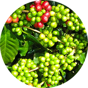 Griffonia Seed Extract