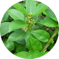 Gymnema Leaf Extract