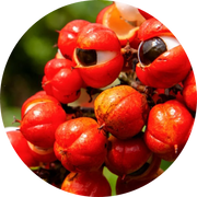 Guarana Extract